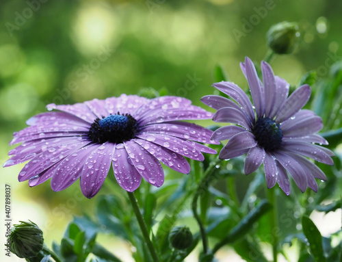 close-up of a lilac African daisy or Osteospermum with raindrops on the petals photo