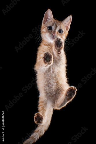 Fotografenkater Ketchup