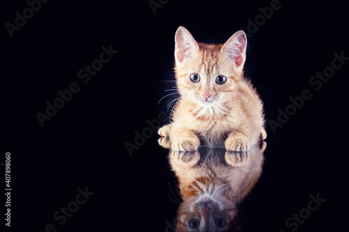 Fotografenkater Ketchup