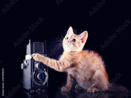 Fotografenkater Ketchup