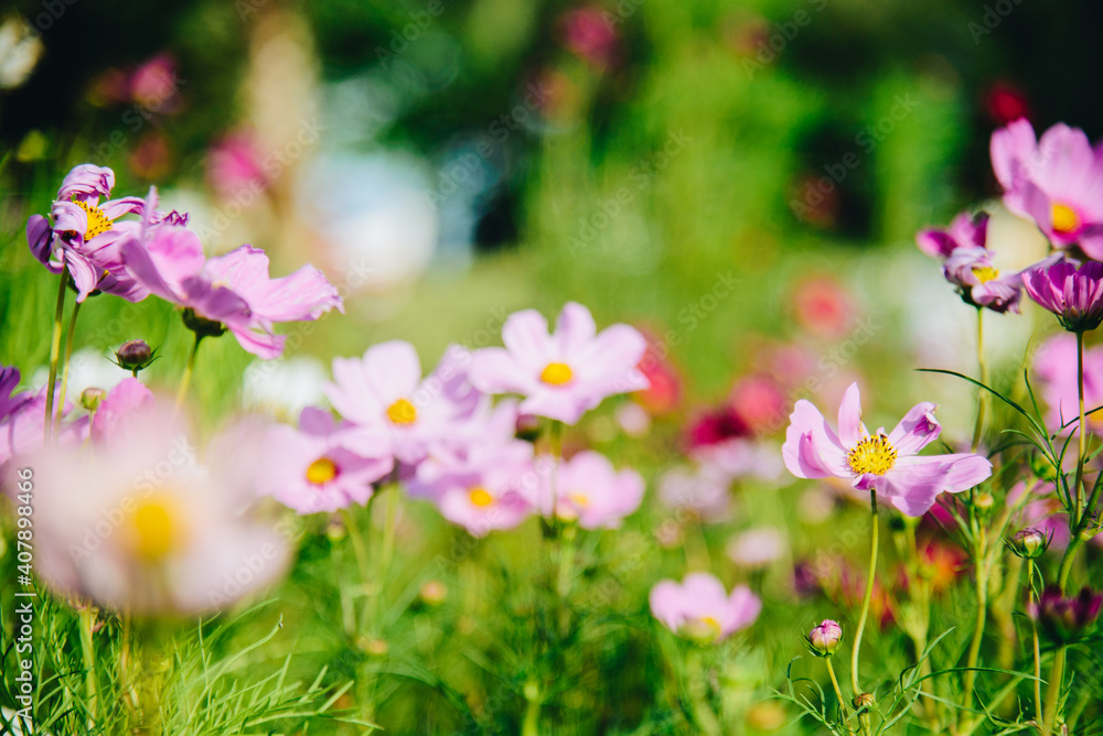 Beautiful cosmos pink flowers blooming in garden with morning light for fresh concept background Beautiful cosmos pink flowers blooming in garden with morning light for fresh concept background