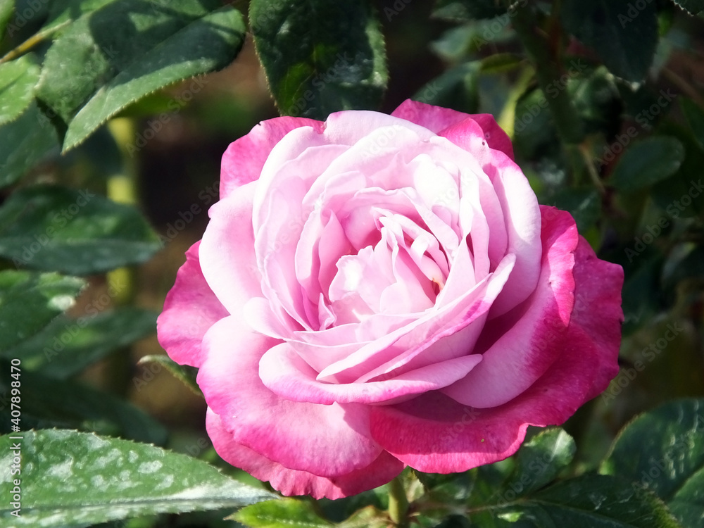 Obraz premium 様々なピンクの花びらが美しいバラ ブルーリバー