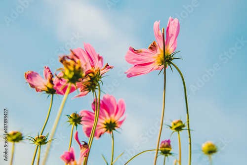 Beautiful cosmos pink flowers blooming in garden with blue sky in ant view for natural background vintage concept