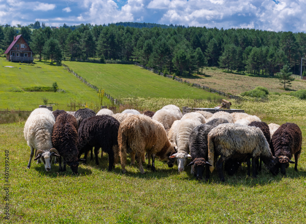 Obraz premium sheep in the field