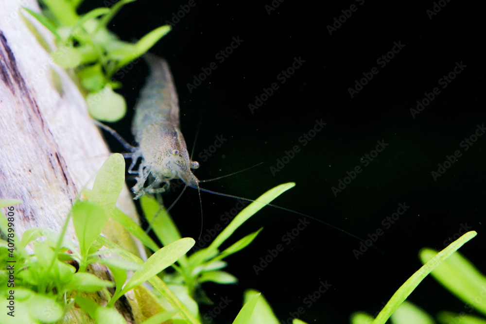 Naklejka premium シュリンプ