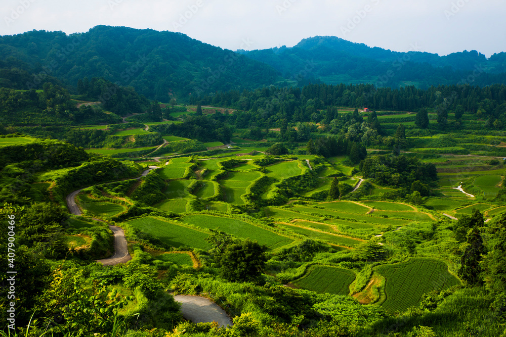 Fototapeta premium 棚田