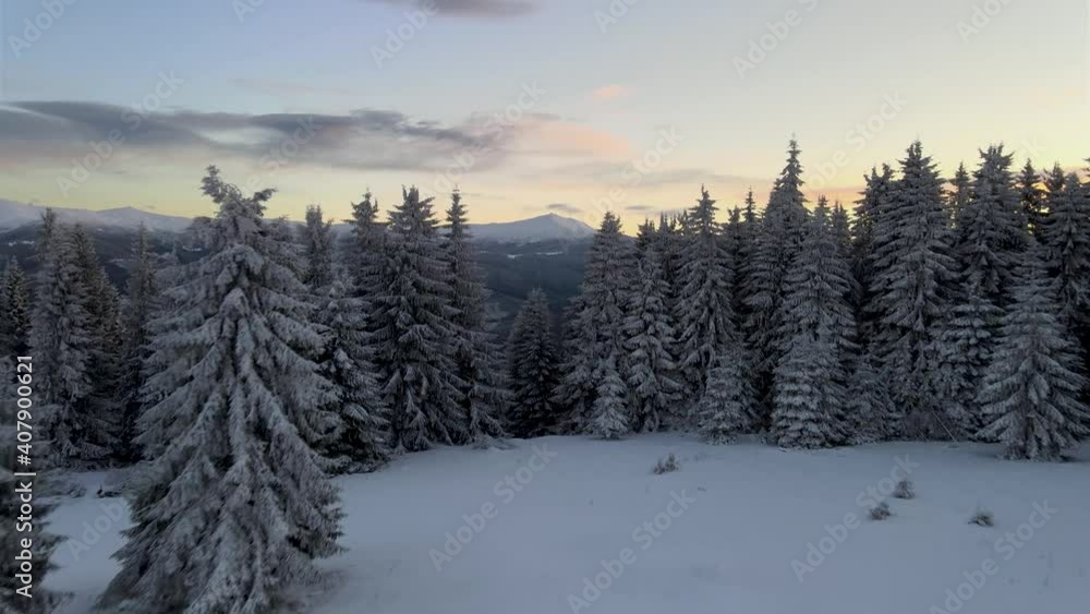 Drone flying between pines unveiling mountain top. Drone flying between pines unveiling mountain top.