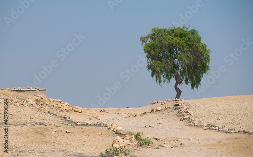 tree in the desert