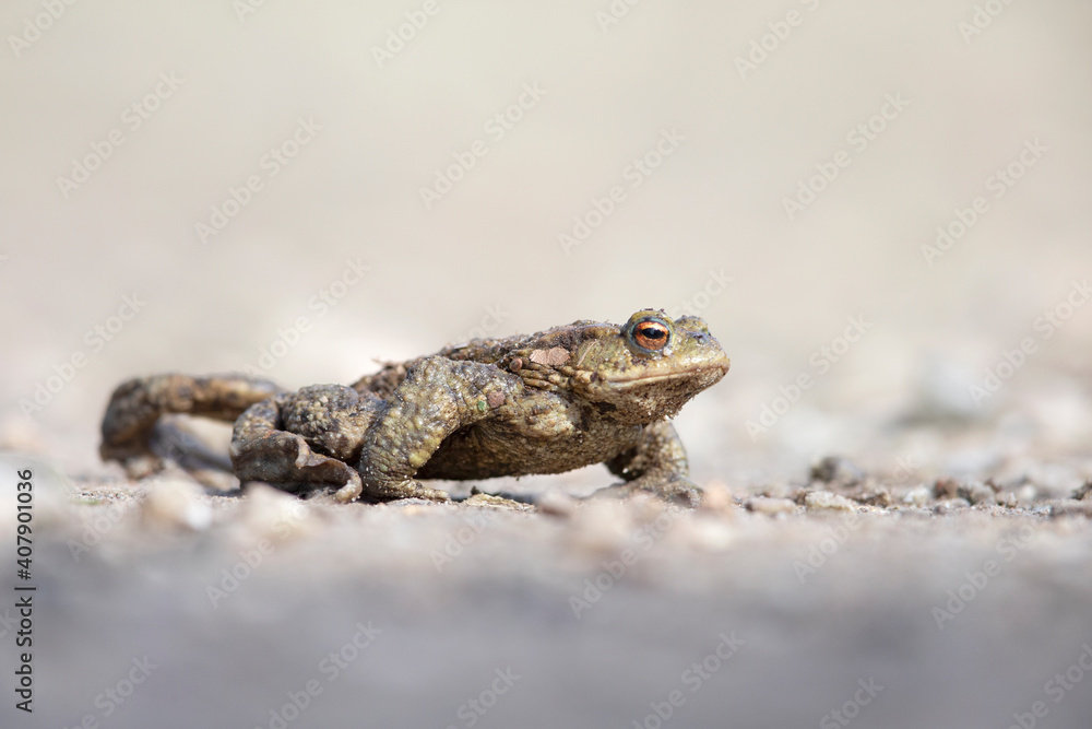 A common toad (Bufo bufo) during migration crossing the street A common toad (Bufo bufo) during migration crossing the street