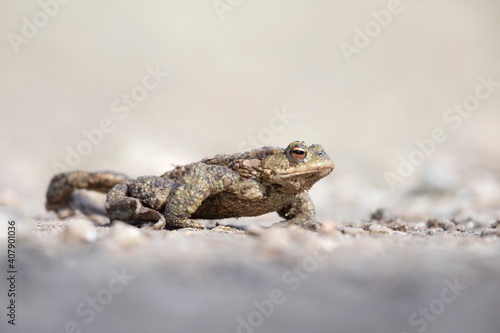 A common toad (Bufo bufo) during migration crossing the street