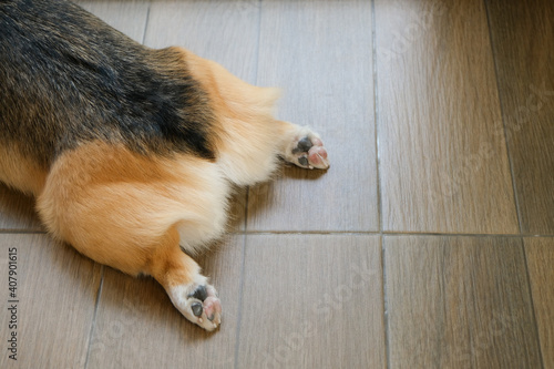 Corgi dog butt and back paws lying down on wooden floor.