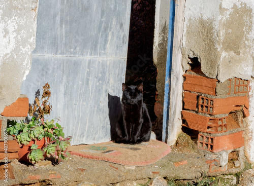 Gato en puerta de pueblo © JHG