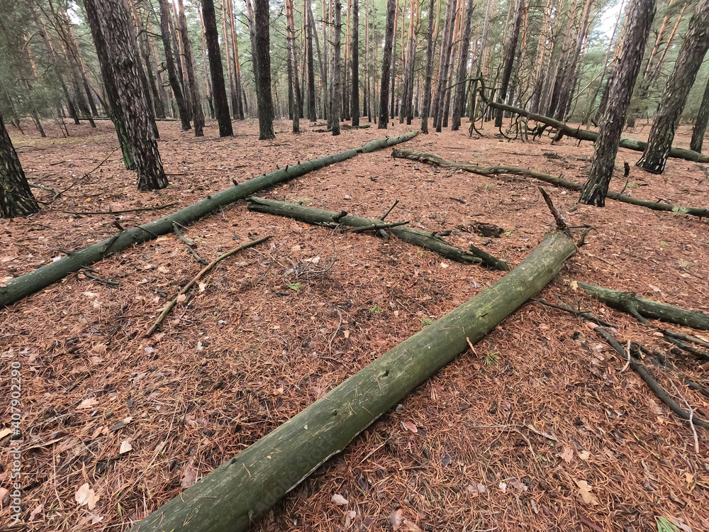 Fototapeta premium Forest near Kiev at winter