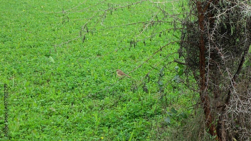 grass background