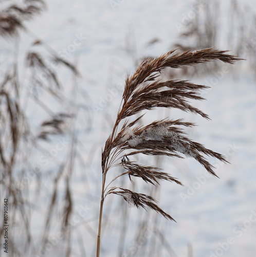 reeds in winter for natural background