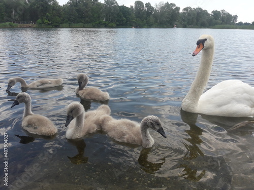 Canvas Print family of swans in Vienna