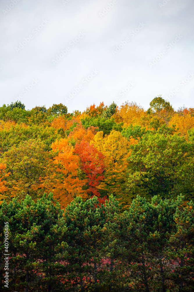Colorful autumn trees in Wisconsin with copy space Colorful autumn trees in Wisconsin with copy space