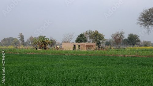 old house in the field