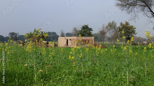 house in the field