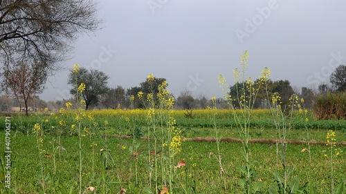 field of flowers
