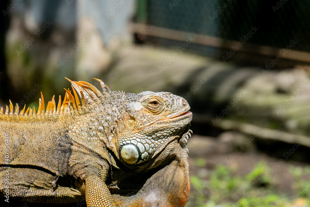 Close up view of Green iguana, also known as Common iguana or American iguana Close up view of Green iguana, also known as Common iguana or American iguana