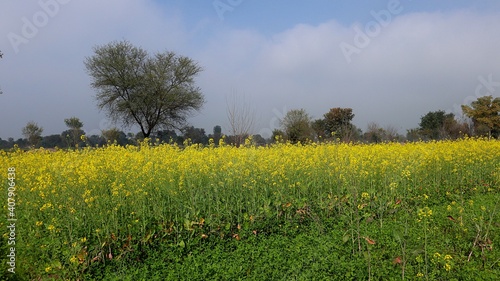 rapeseed field in spring