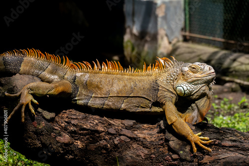 The Green iguana  a large  arboreal  mostly herbivorous species of lizard of the genus Iguana  is lying on a tree at the zoo