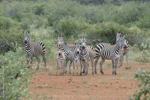 group of zebras in african dry environment looking up