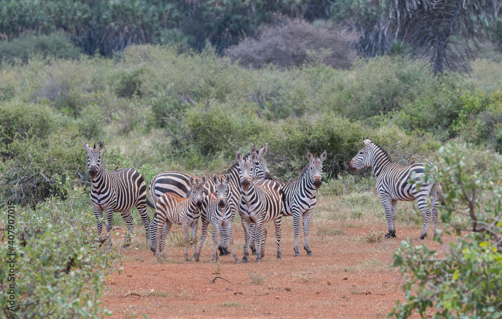 Naklejka premium group of zebras in african dry environment looking up
