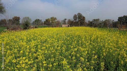 field of yellow flowers