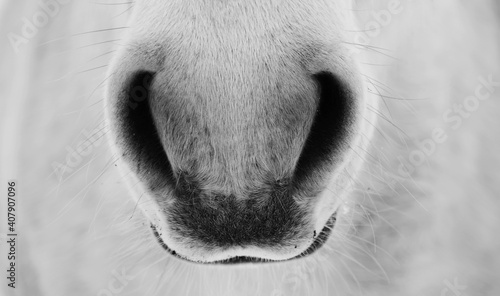Quadro su tela Breath - closeup of horse nostrils, black and white Photo