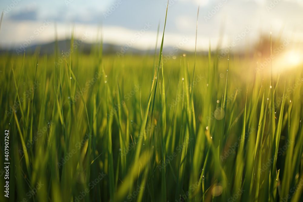 Natural green background of grassland with dewdrop and sunlight Natural green background of grassland with dewdrop and sunlight