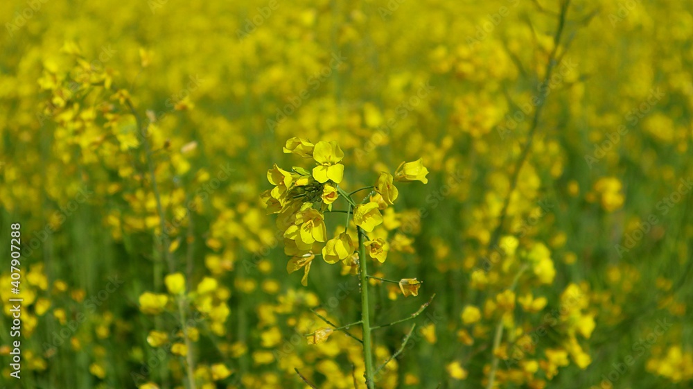 field with flowers