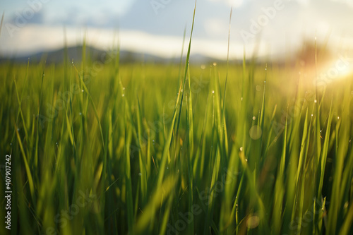 Natural green background of grassland with dewdrop and sunlight