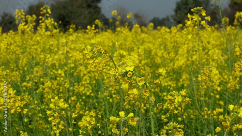field of yellow flowers