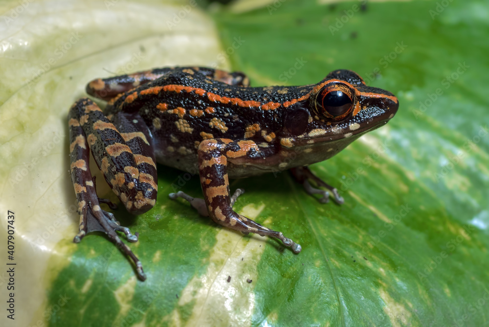 Obraz premium Spotted stream frog perched on a monstera leaf