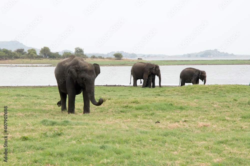 Three big asian elephants eating grass at Minneriya National Park in Sri Lanka Three big asian elephants eating grass at Minneriya National Park in Sri Lanka
