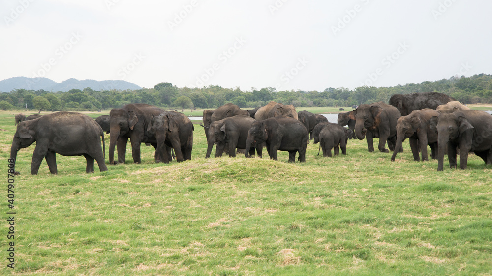 Big group of many asian elephants at Minneriya Nattional park in Sri Lanka. Beautiful green landscape with a lake Big group of many asian elephants at Minneriya Nattional park in Sri Lanka. Beautiful green landscape with a lake