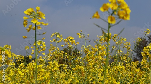 field of yellow flowers