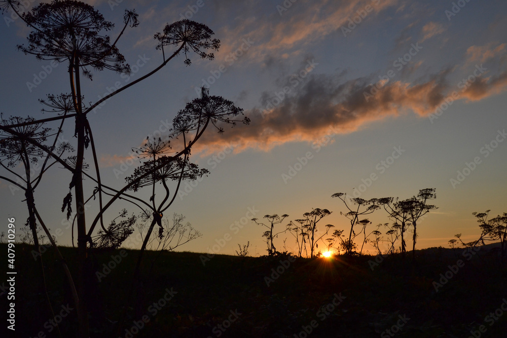 Silhouette of plants growing on field at sunset. Selective focus