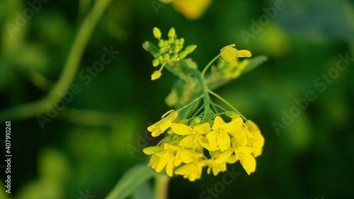 yellow flower in the garden