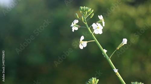 lily of the valley in the forest