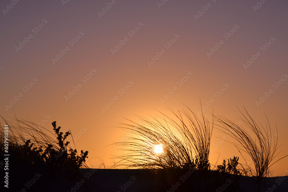 Low angle view of silhouette plants against clean colorful sky. Background