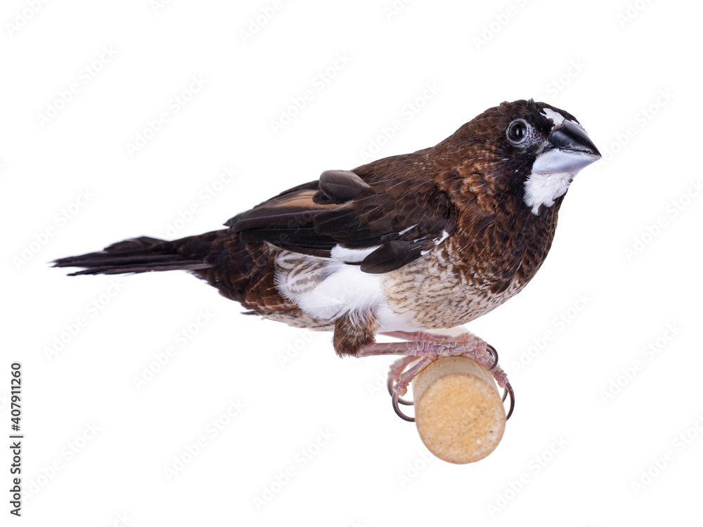 Fototapeta premium Brown Society Finch aka Lonchura domesticus, sitting on wooden branch. Isolated on white background.