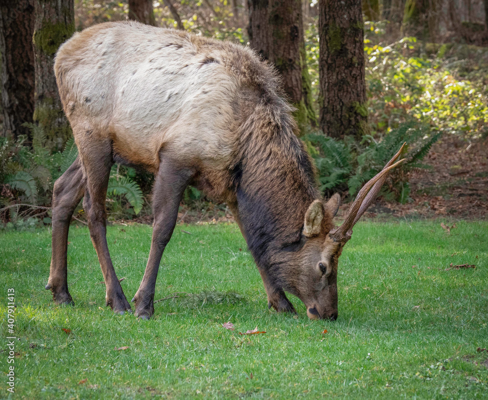 Winter Elk visiting the camp Winter Elk visiting the camp