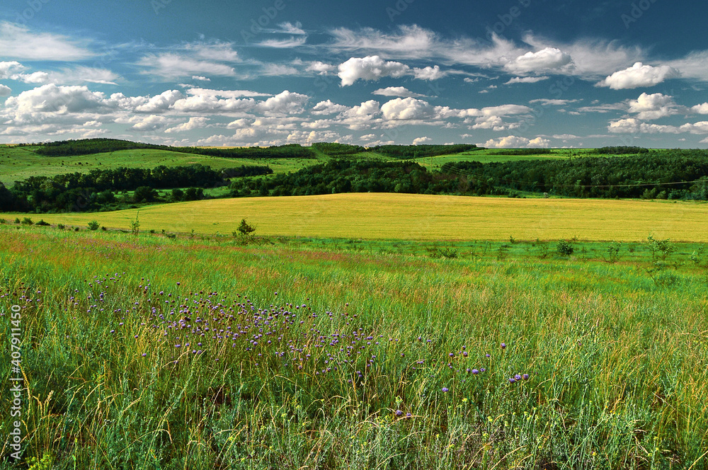 Fototapeta premium Green grass and wheat field on small hills and blue sky with clouds