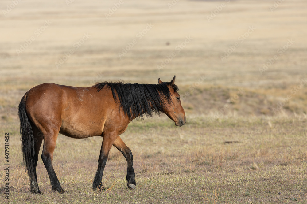 Majestic Wild Horse in Spring in the Utah Desert Majestic Wild Horse in Spring in the Utah Desert