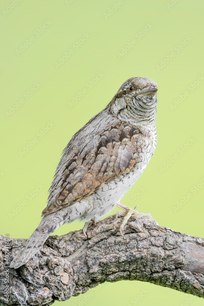 Fine art portrait of Eurasian wryneck (Jynx torquilla) Fine art portrait of Eurasian wryneck (Jynx torquilla)