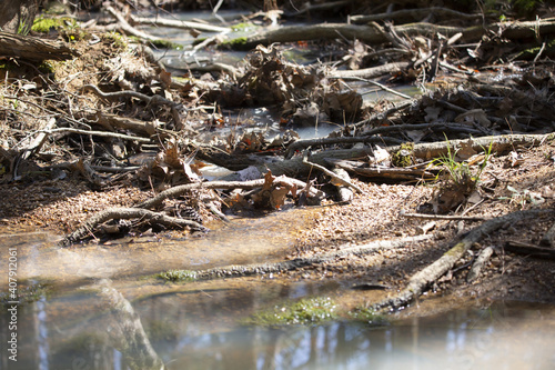 Shallow Creek In Forest