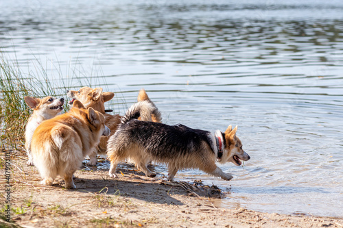 Fototapeta Naklejka Na Ścianę i Meble -  several happy Welsh Corgi dogs playing and jumping in the water on the beach